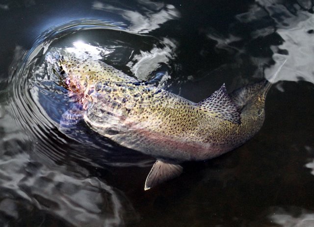 Rainbow Trout