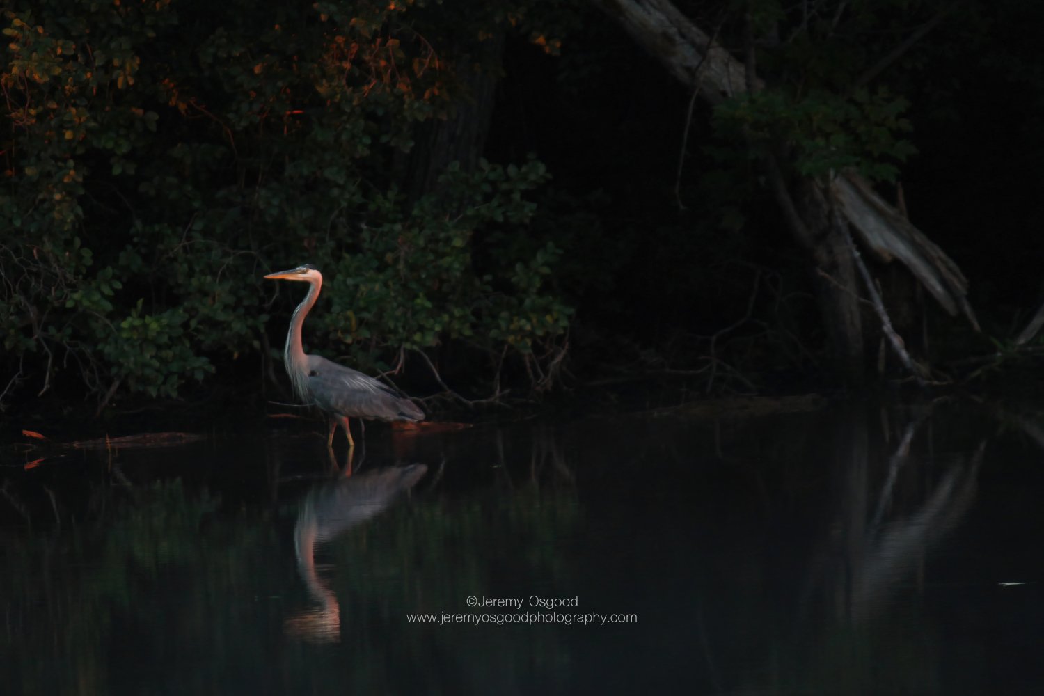 Heron Breakfast Spot