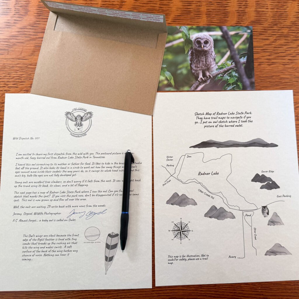 Owl Gossip wildlife mail field dispatch