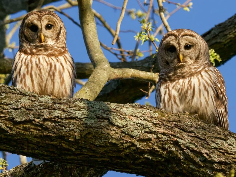 Two barred owl mates together on an old growth limb at Radnor Lake State Park