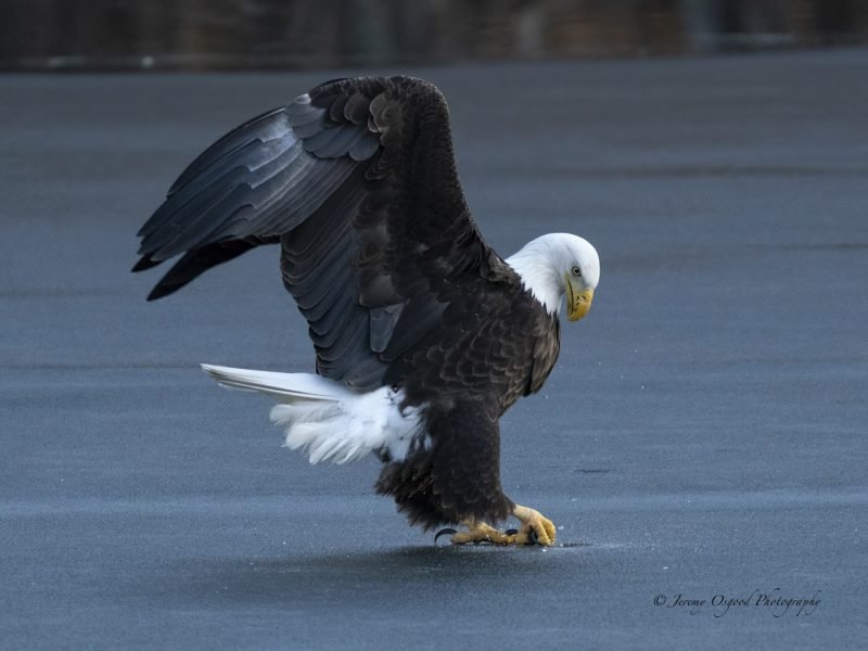 Majestic bald eagle poses on the ice at Radnor Lake State Park in Tennessee