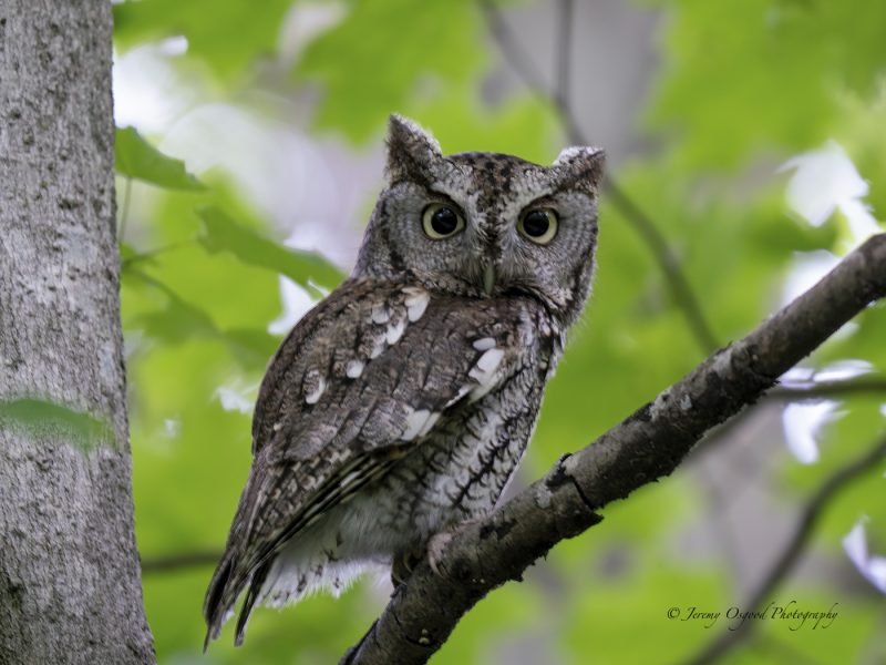 Screech Owl in Middle Tennessee