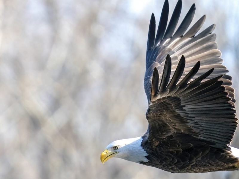 2026 Wildlife Calendar by Jeremy Osgood Photography-19