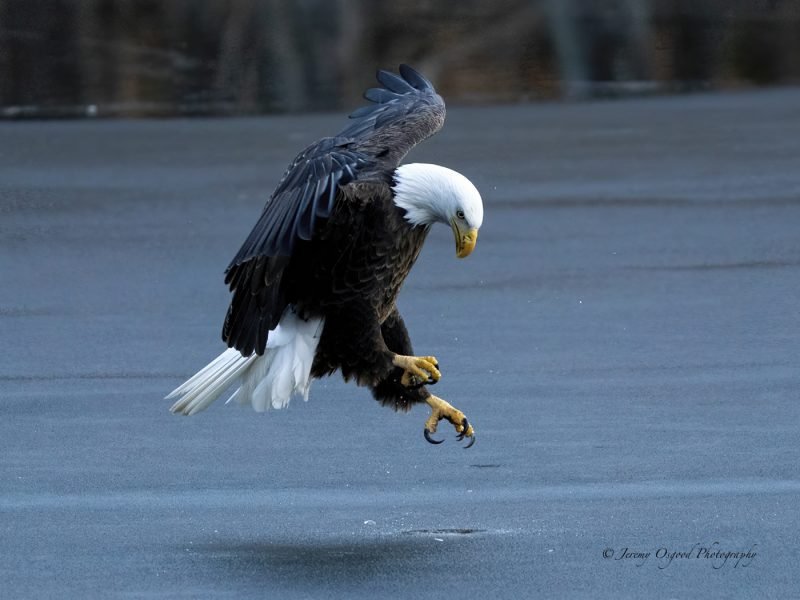 Radnor Lake's Bald Eagle ice extraction