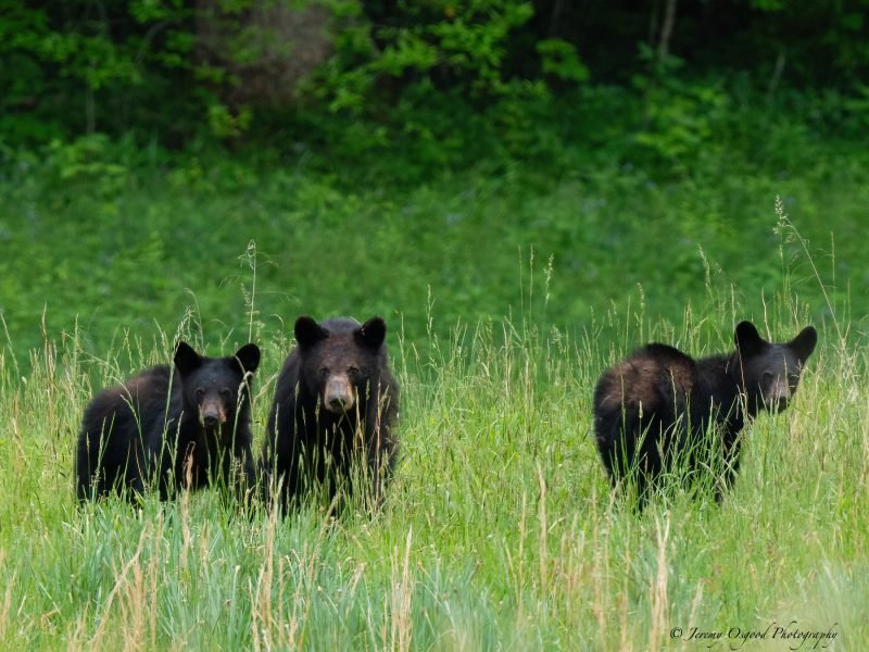 Black bear family crossing Cades Cove