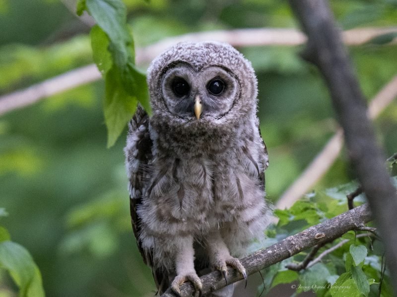 baby barred owlet