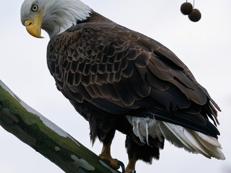 Bald Eagle Radnor Lake-2