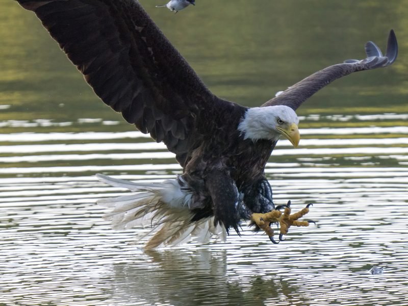 Radnor Lake's attacking bald eagle