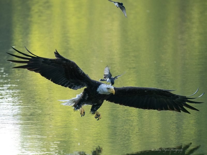 kingbird Mobs Bald Eagle
