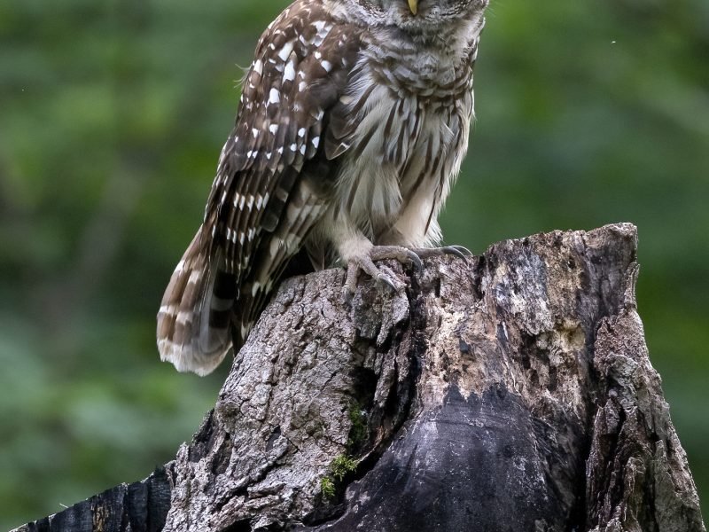 Barred owl Portrait on a stump