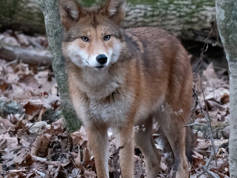A healthy eastern coyote at Radnor Lake State Park, Nashville