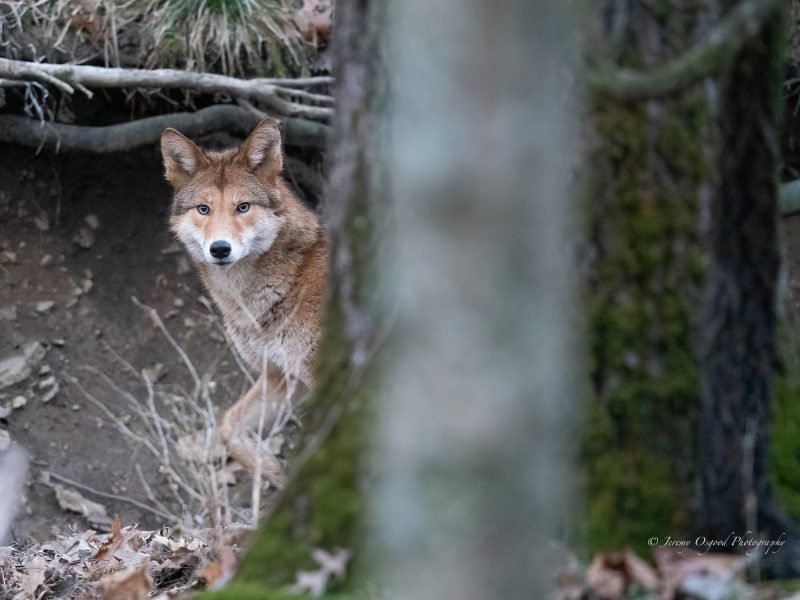 Coyote peeks from behind old growth tree