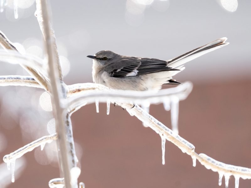 Mockbird ice nest