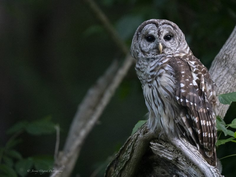 Radnor Lake Barred Owl