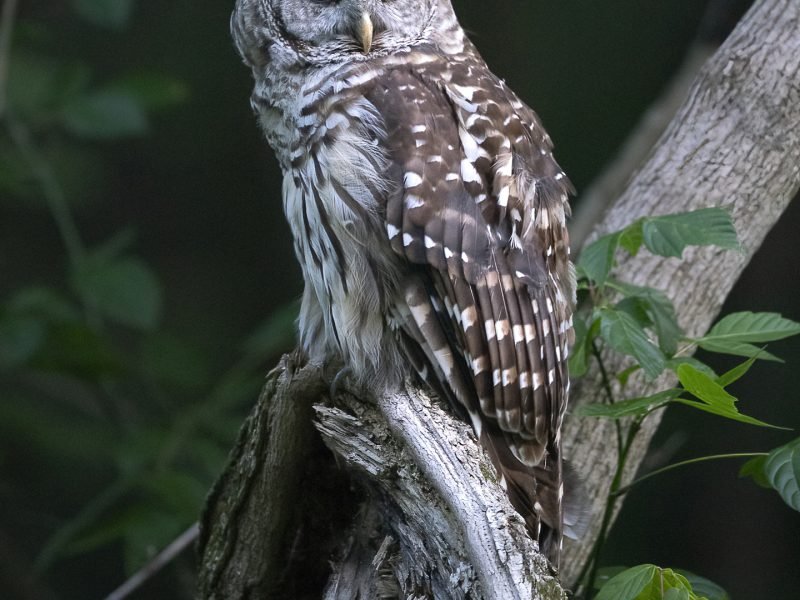 Barred owl poses at Radnor Lake State Park at dusk.