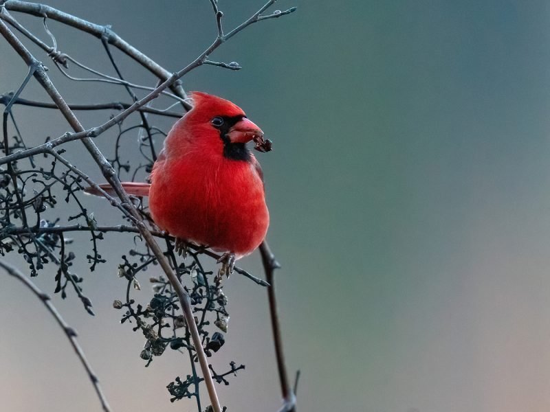 Northern Cardinal at Radnor Lake State Park