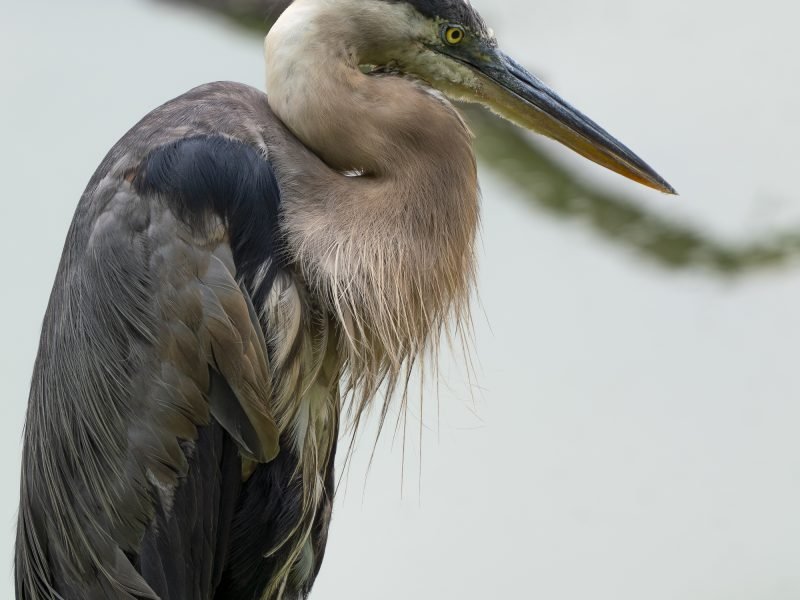 great blue heron portrait at Radnor Lake