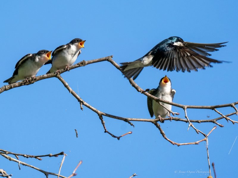 tree swallow chicks mout open for food